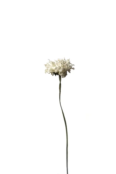 Manzanilla seca aislada sobre un fondo blanco flor seca con partes arrugadas de hojas secas y pétalos con una parte del tallo seco. Herbario de flores ordinarias mal secadas. —  Fotos de Stock