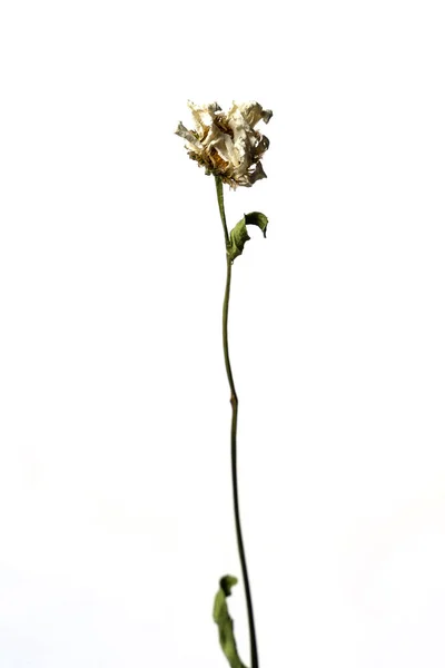 Vereinzelte trockene Kamille auf weißem Hintergrund, trockene Blume mit zerknitterten Teilen trockener Blätter und Blütenblätter mit einem Teil trockener Stängel. Herbarium gewöhnlicher Blumen unsachgemäß getrocknet. — Stockfoto