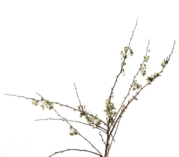 Aislado sobre un fondo blanco flor seca con partes arrugadas de hojas secas y pétalos con una parte del tallo seco. — Foto de Stock