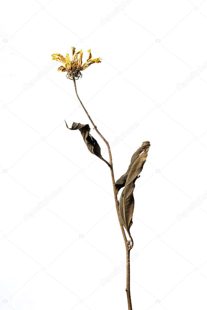 Isolated dry chamomile on a white background dry flower with crumpled parts of dry leaves and petals with a part of dry stem. Herbarium of ordinary flowers improperly dried.