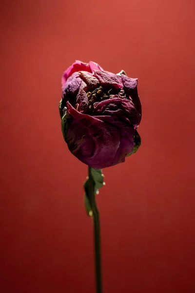 Peônia de flor seca como uma rosa sobre fundo vermelho profundo. de perto — Fotografia de Stock