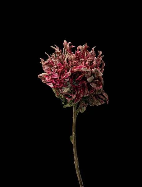 Aster. Flor seca muerta aislada sobre fondo negro. Muestra de una flor de estilo oriental con colores pastel. — Foto de Stock