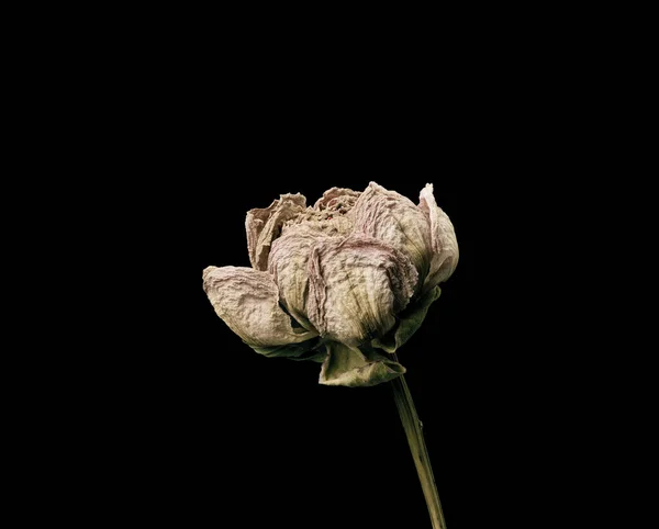 Rose... Flor morta seca isolada no fundo preto. Amostra de uma flor em estilo oriental com cores pastel. — Fotografia de Stock