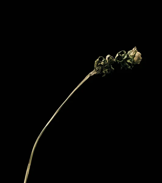 Νυταλωπία. Αποξηραμένο νεκρό λουλούδι απομονωμένο σε μαύρο φόντο. Δείγμα ενός λουλουδιού σε ανατολίτικο στυλ με παστέλ χρώματα. — Φωτογραφία Αρχείου