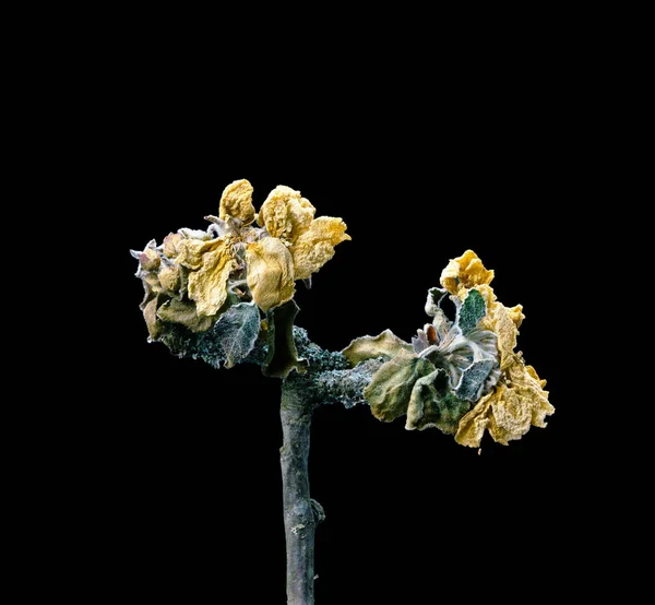 Jasmim seco, flor morta isolada sobre fundo preto. Amostra de uma flor em estilo oriental com cores pastel. — Fotografia de Stock