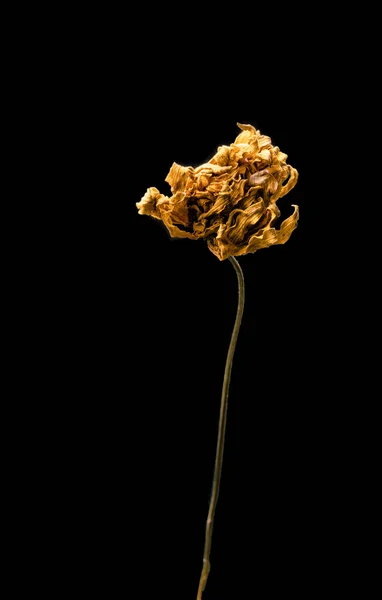 Flor amarilla seca y muerta aislada sobre fondo negro. Muestra de una flor de estilo oriental con colores pastel. — Foto de Stock