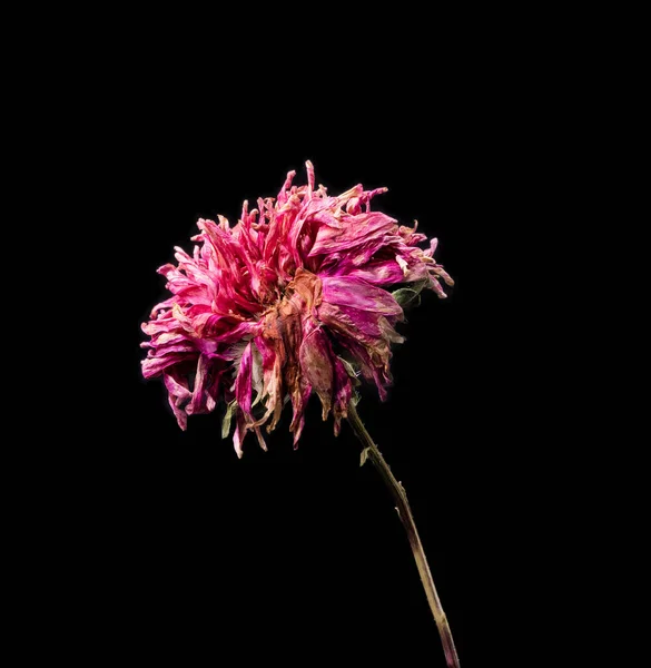 Άστερ. Αποξηραμένο νεκρό λουλούδι απομονωμένο σε μαύρο φόντο. Δείγμα ενός λουλουδιού σε ανατολίτικο στυλ με παστέλ χρώματα. — Φωτογραφία Αρχείου