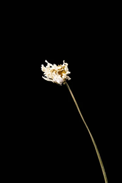 Getrocknete tote Kamillenblüte isoliert auf schwarzem Hintergrund. Muster einer Blume im orientalischen Stil mit Pastellfarben. — Stockfoto