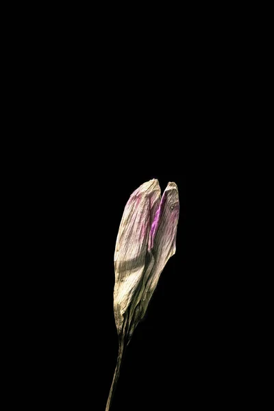 Αποξηραμένα νεκρά λουλούδια φρέζια απομονωμένα σε μαύρο φόντο. Δείγμα ενός λουλουδιού σε ανατολίτικο στυλ με παστέλ χρώματα. — Φωτογραφία Αρχείου