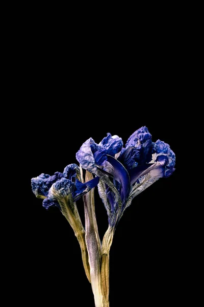 Αποξηραμένο λουλούδι Iris απομονωμένο σε μαύρο φόντο. Δείγμα ενός λουλουδιού σε ανατολίτικο στυλ με παστέλ χρώματα. — Φωτογραφία Αρχείου