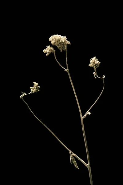 Αποξηραμένα νεκρά λουλούδια φυτού ομπρέλα απομονώνονται σε μαύρο φόντο. Δείγμα ενός λουλουδιού σε ανατολίτικο στυλ με παστέλ χρώματα. — Φωτογραφία Αρχείου