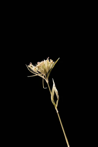 Seco morto flor cravo coreano isolado em fundo preto. Amostra de uma flor em estilo oriental com cores pastel. — Fotografia de Stock