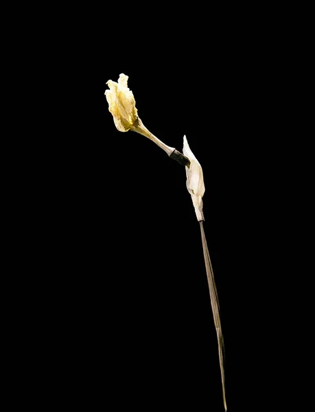 Getrocknete tote Narzissenblüte isoliert auf schwarzem Hintergrund. Muster einer Blume im orientalischen Stil mit Pastellfarben. — Stockfoto
