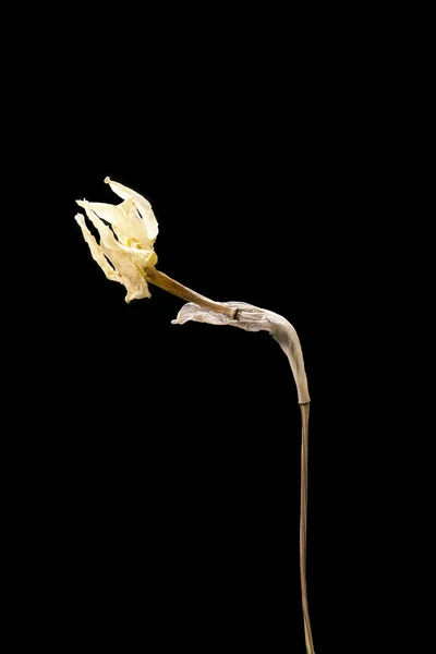 Flor seca de narciso muerta aislada sobre fondo negro. Muestra de una flor de estilo oriental con colores pastel. —  Fotos de Stock