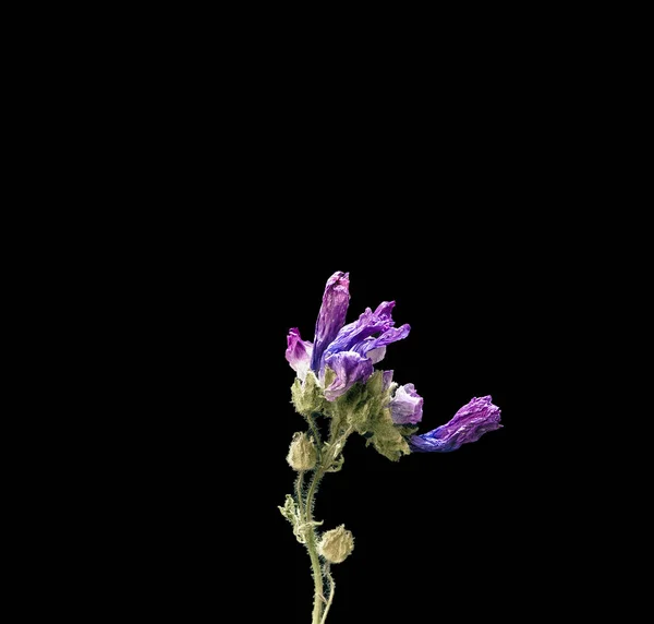 Αποξηραμένα νεκρά λουλούδια καμπάνες απομονώνονται σε μαύρο φόντο. Δείγμα ενός λουλουδιού σε ανατολίτικο στυλ με παστέλ χρώματα. — Φωτογραφία Αρχείου