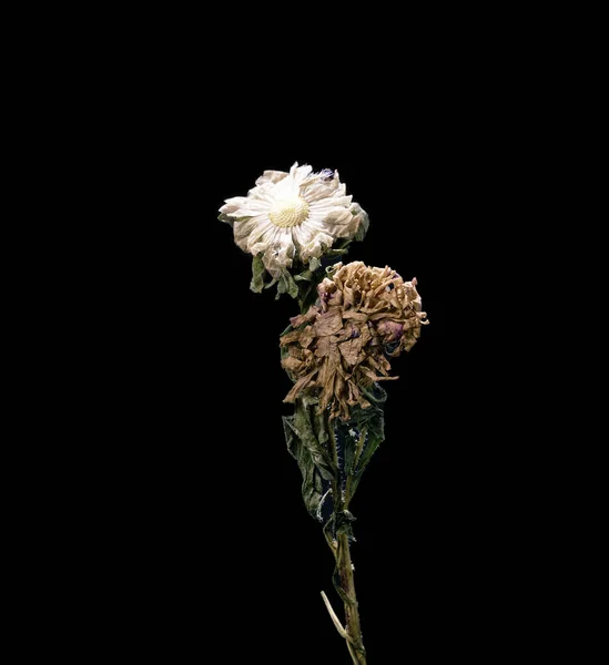アスター。乾燥した死んだ花は黒い背景に隔離されます。パステルカラーのオリエンタルスタイルの花のサンプル. — ストック写真