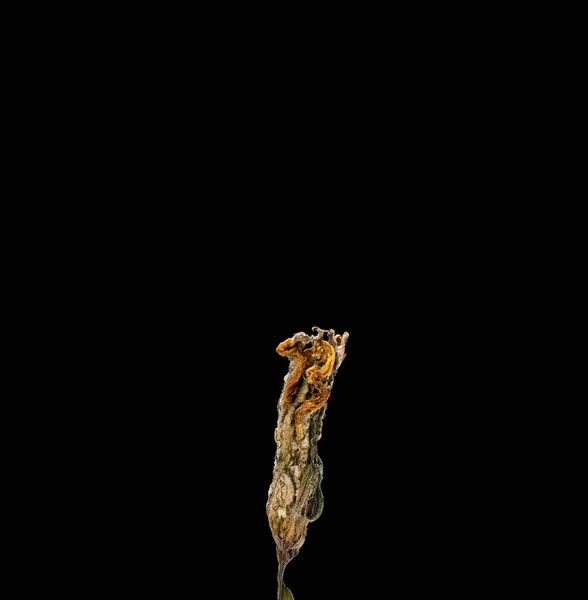 Flor muerta de calabacín seca aislada sobre fondo negro. Muestra de una flor de estilo oriental con colores pastel. —  Fotos de Stock