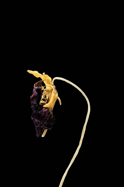 Αποξηραμένο νεκρό λουλούδι απομονωμένο σε μαύρο φόντο. Δείγμα ενός λουλουδιού σε ανατολίτικο στυλ με παστέλ χρώματα. — Φωτογραφία Αρχείου