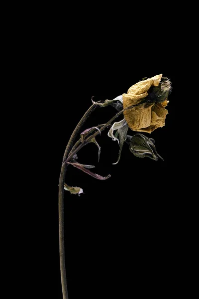 Αποξηραμένο λουλούδι τριφύλλι απομονωμένο σε μαύρο φόντο. Δείγμα ενός λουλουδιού σε ανατολίτικο στυλ με παστέλ χρώματα. — Φωτογραφία Αρχείου