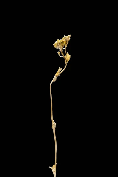 Suszony martwy kwiat izolowany na czarnym tle. Próbka kwiatu w orientalnym stylu z pastelowymi kolorami. — Zdjęcie stockowe