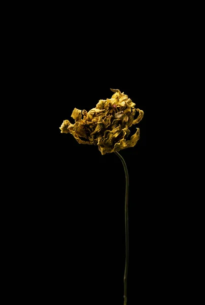 Seco morto Flor amarela isolada sobre fundo preto. Amostra de uma flor em estilo oriental com cores pastel. — Fotografia de Stock