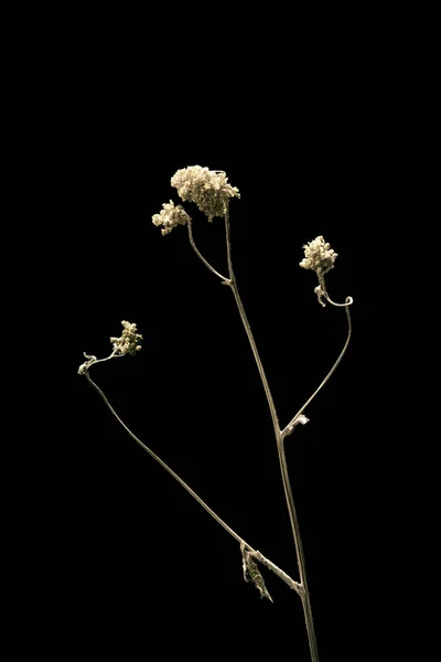 Seco flor planta guarda-chuva morto isolado no fundo preto. Amostra de uma flor em estilo oriental com cores pastel. — Fotografia de Stock