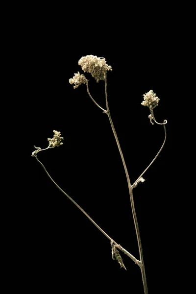 Seco flor planta guarda-chuva morto isolado no fundo preto. Amostra de uma flor em estilo oriental com cores pastel. — Fotografia de Stock