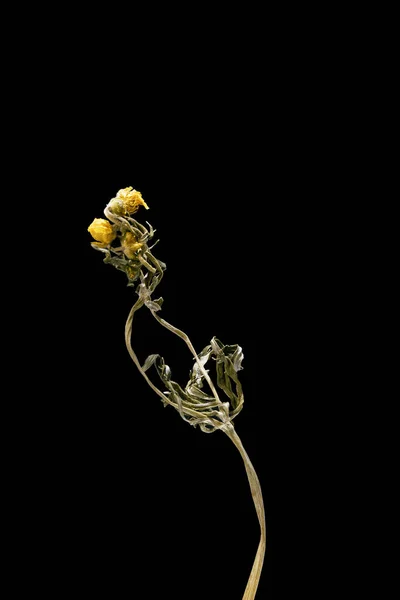 Nyctalopia. Flor morta seca isolada no fundo preto. Amostra de uma flor em estilo oriental com cores pastel. — Fotografia de Stock