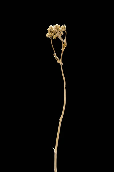 Flor morta seca isolada no fundo preto. Amostra de uma flor em estilo oriental com cores pastel. — Fotografia de Stock