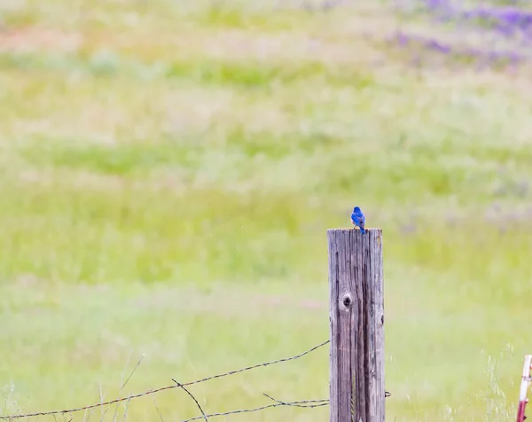 Vogel op een hek post — Stockfoto