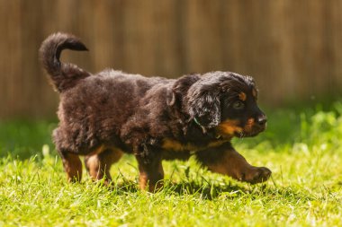 Siyah ve altın rengi Hovie, köpek Hovawart Güzel şirin köpek çok yakından çekilmiş