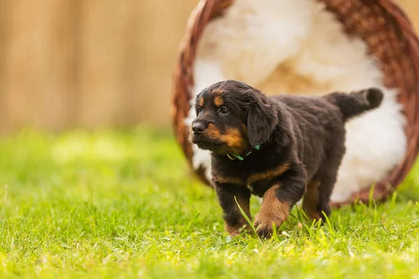 Μαύρο Και Χρυσό Hovie Σκύλος Hovawart Μικρό Κουτάβι Αφήνει Ανατρεπόμενο — Φωτογραφία Αρχείου
