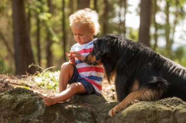 Çocuk ve köpek, meraklı Hovawart küçük bir çocuğun ne yaptığını izliyor.