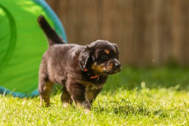 Siyah ve altın rengi Hovie, köpek hovawart sevimli köpek yavrusu köpek parkında oynuyor
