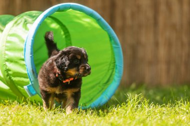 Siyah ve altın rengi Hovie, köpek Hovawart Köpek bahçesinde çekilmiş şirin köpek yavrusu