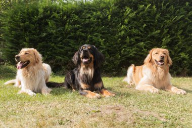 siyah ve altın Hovie, köpek Hovawart iki kardeş anneleriyle çimlerde poz veriyor