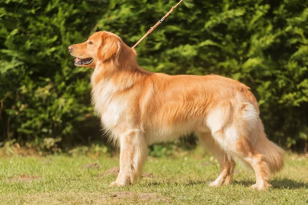 Gold Hovie Hund Hovawart Schön Stehend Einer Ausstellungsposition — Stockfoto