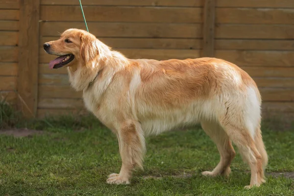 Gold Hovie Hund Hovawart Steht Einer Ausstellungsposition — Stockfoto