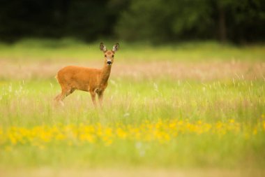 Yalnız kadın Avrupa yumurtası geyiği (Capreolus capreolus), bir kamuflaj çadırından sonra vahşi doğada fotoğraflanmıştır.