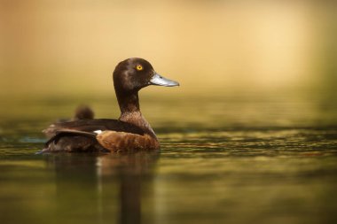 Yalnız ördek (Aythya fuligula) Suda çok güzel bir portre
