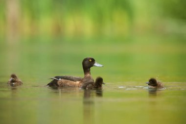 Genç aileleriyle güzel ördek (Aythya fuligula) dişileri