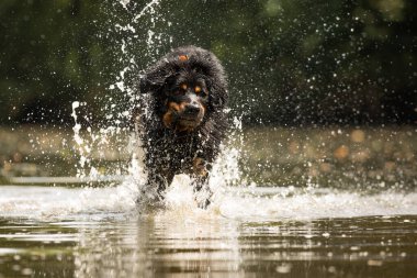 Siyah ve altın rengi Hovie, güzel köpek Hovawart, yüksek su püskürten suyun içinden geçiyor.