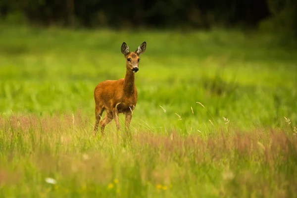 Seule Femelle Chevreuil Européen Capreolus Capreolus Tient Dans Pâturage Dans — Photo