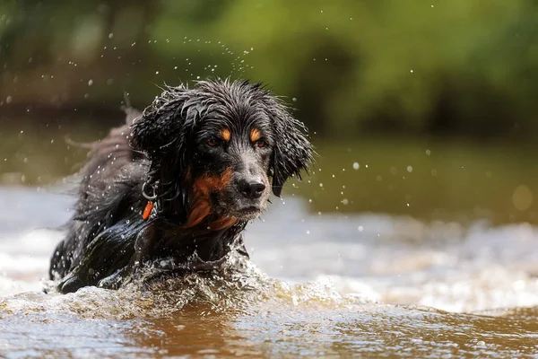 Svart Och Guld Hovie Trevlig Hund Hovawart Letar Efter Flytande — Stockfoto