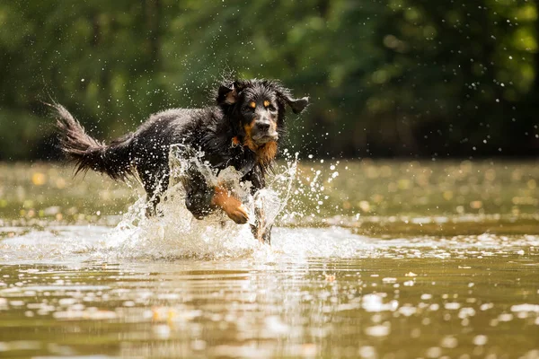 Svart Och Guld Hovie Glad Hund Hovawart Vattnet Floden Och — Stockfoto
