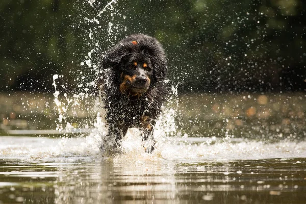 Svart Och Guld Hovie Trevlig Hund Hovawart Rinner Genom Vatten — Stockfoto