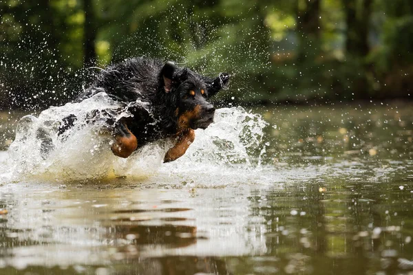 Svart Och Guld Hovie Trevlig Hund Hovawart Studsar Vatten Som — Stockfoto