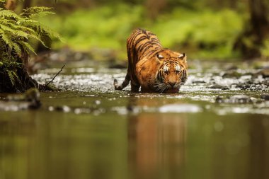 erkek Sibirya kaplanı (Panthera tigris tigris)
