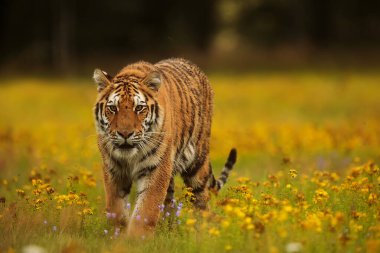 Erkek Sibirya kaplanı (Panthera tigris tigris) tehlikeli bir şekilde yaklaşır