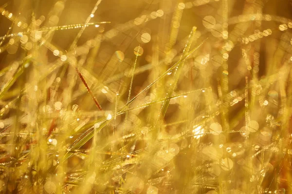 Детали Росы Траве Освещенной Восходящим Солнцем Рано Утром — стоковое фото